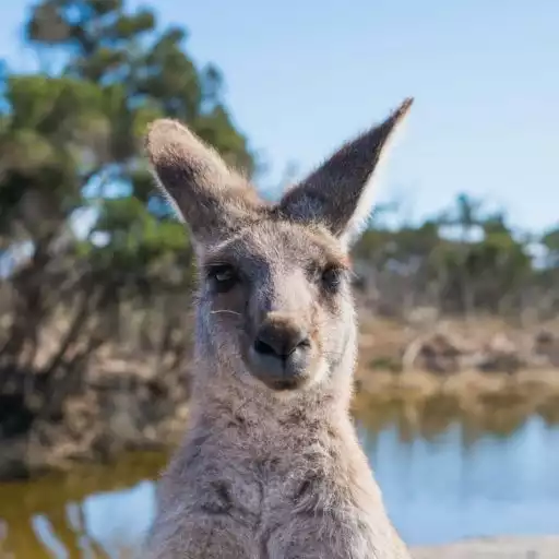 kangaroo.webp